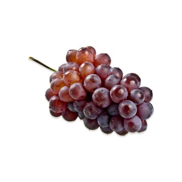 Organic Champagne Grapes