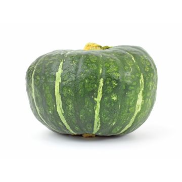 Organic Buttercup Squash