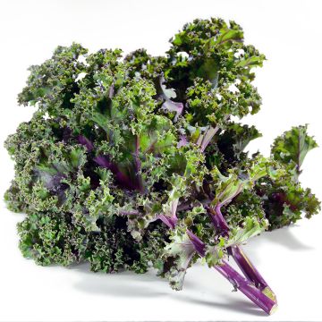 Organic Red kale