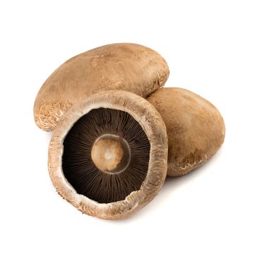 Champignon portabello cap biologique