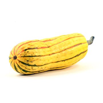 Organic Delicata Squash