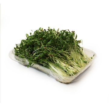 Organic Cilantro Microgreens