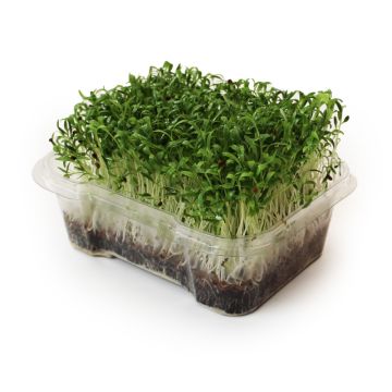 Organic Cilantro Microgreens