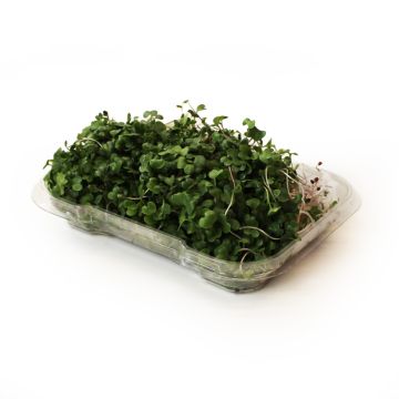 Organic Kale Microgreens