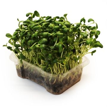 Organic Sunflower Sprouts