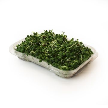 Organic Clover Sprouts