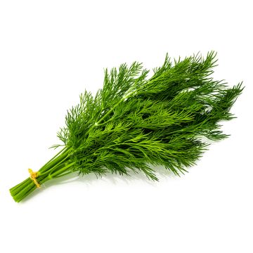 Organic Dill