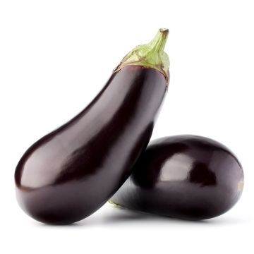 Aubergine biologique