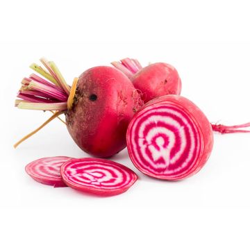 Organic Chiogga Beets