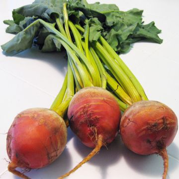 Organic Leafy Beets