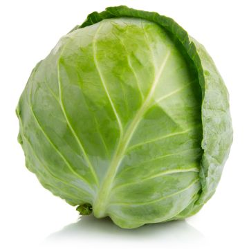 Organic Green Cabbage