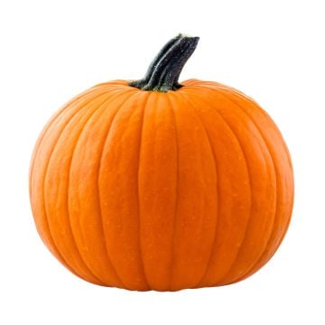 Organic pumpkin