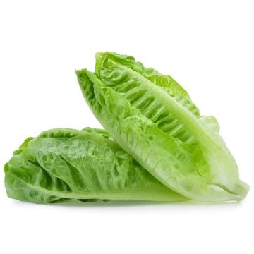 Organic Romaine Heart Lettuce From Quebec 