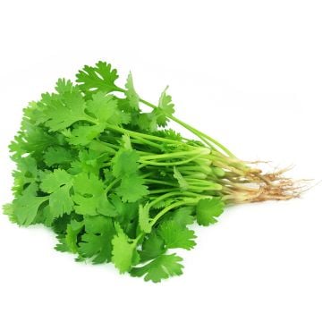 Organic coriander