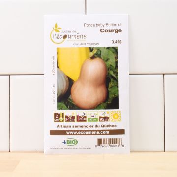 Semences biologiques - Courge ponca baby butternut 