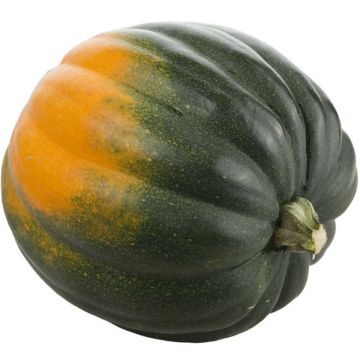 Organic Pepper Squash