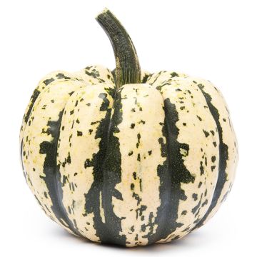 Organic patidou squash