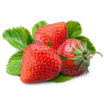 Fraise biologique 