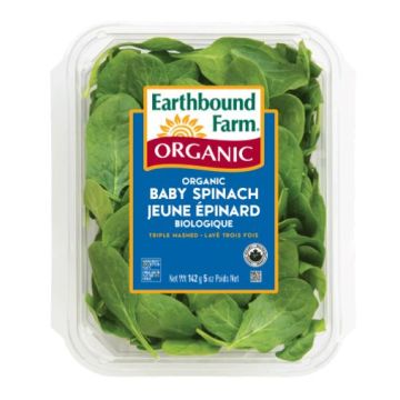 Young Organic spinach  