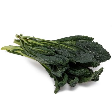 Kale noir biologique