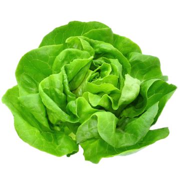 Organic Boston lettuce