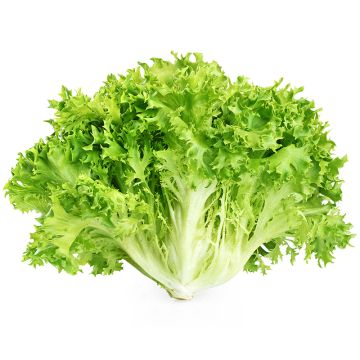 Organic Chicory  Lettuce