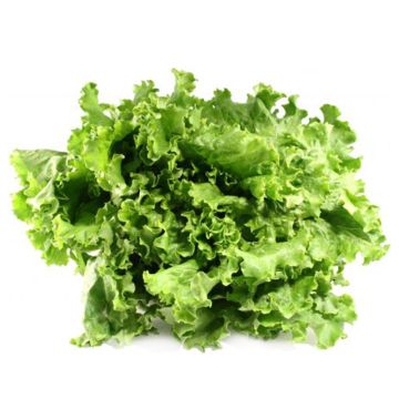 Organic Green Leaf Lettuce