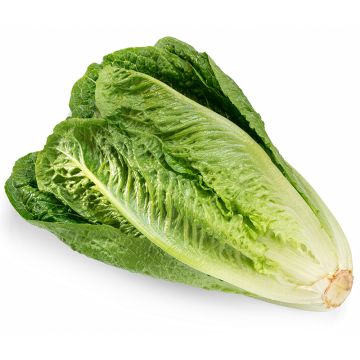 Organic Roman Lettuce