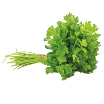 Organic Italian Parsley