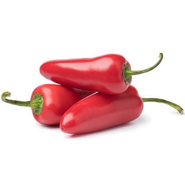 Organic Jalapeño Pepper