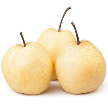 Organic asian pear