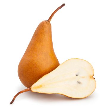 Organic Bosc Pear