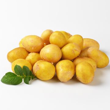 Pommes de terre grelot jaunes biologiques 