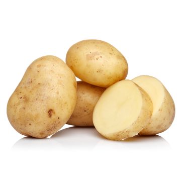 Organic White Potato