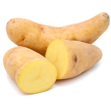 Pommes de terre Fingerling jaune biologique