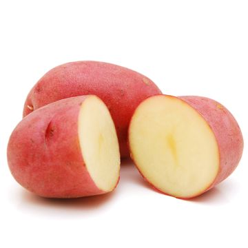 Organic Red Potato 