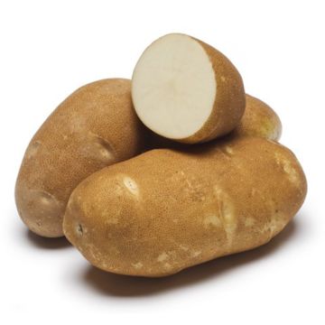 Pommes de terre russet biologiques 