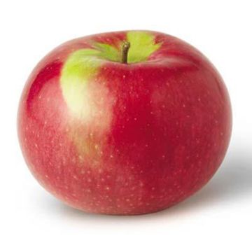  Organic McIntosh Apples  