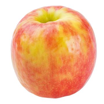 Organic Cripps Pink Apples