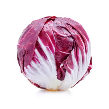 Radicchio biologique