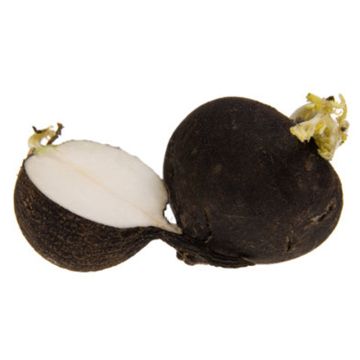 Organic black radish