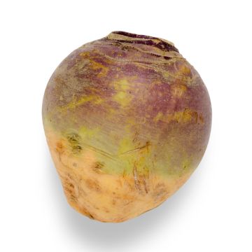 Organic rutabaga