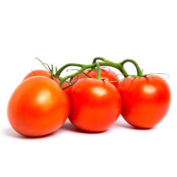 Organic Vine Tomatoes