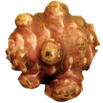 Organic Sunchoke