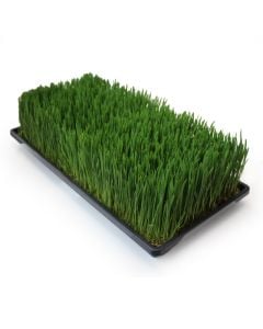 Tray of Organic Wheat Sprouts