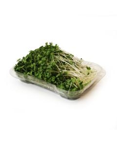 Organic Broccoli Sprouts