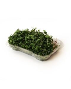 Organic Kale Microgreens