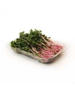 Organic Radish Sprouts