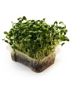 Organic Sunflower Sprouts