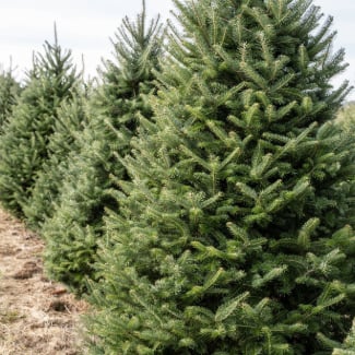 Pourquoi acheter un sapin de Noël biologique cette année ?